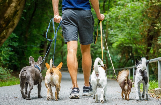 Home & Pet Services